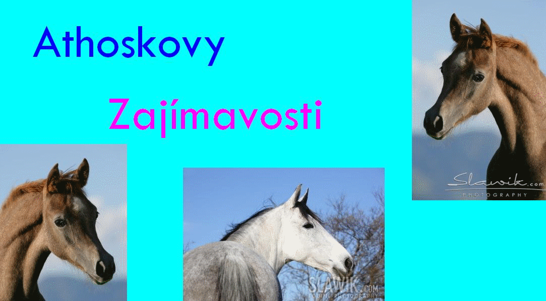 Bez názvu.gif
